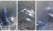 Две тонны рыбы погибли из-за порыва канализации под Алматы
