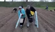 Видео необычного способа посадки картофеля собрало миллион просмотров