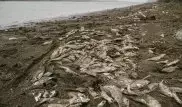 МВД назвало причину массовой гибели рыбы в Атырау