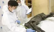 Уникальную находку сделали в 42000-летней туше якутского жеребенка