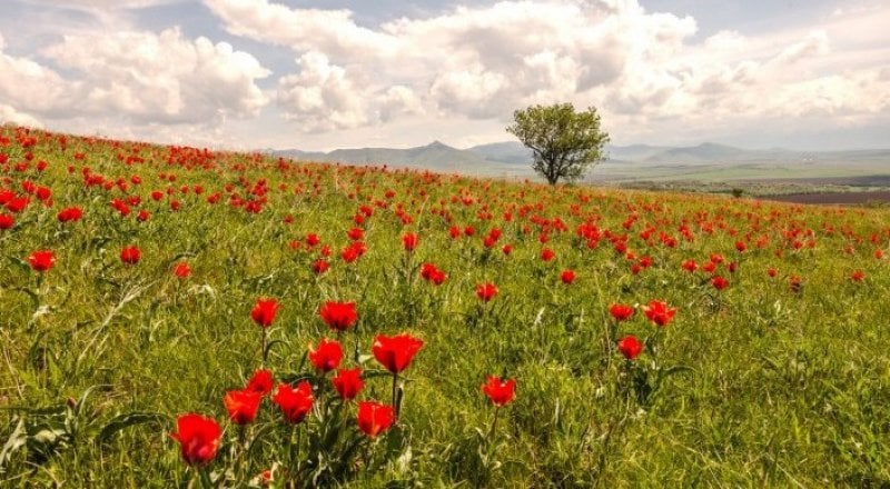 Тюльпаны Грейга на сопке Шубайкызыл. Фото: Турар Казангапов