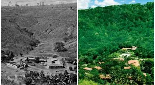 Два миллиона деревьев за 20 лет высадили неравнодушные супруги