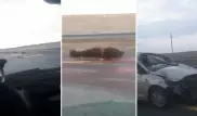 Житель Нур-Султана сбил насмерть 5 лошадей на автобане