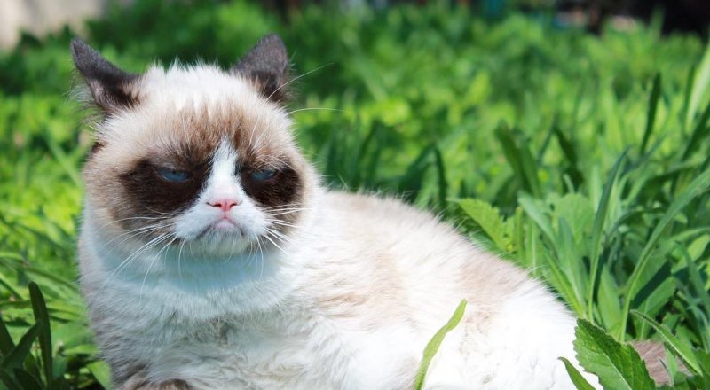 Фото:instagram.com/realgrumpycat 