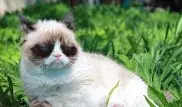 Умерла кошка-мем Grumpy Cat