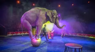 Цирковое шоу мирового уровня представят алматинцам