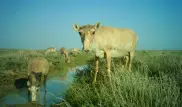 Сайгаки попались в фотоловушку в степи