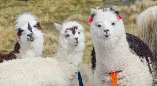 Удивительные природные достопримечательности Южной Америки