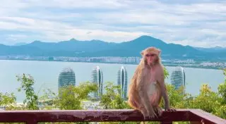 Необычный Хайнань: королевство обезьян