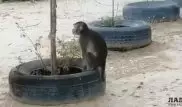 "С пальмы слез": разгуливающую по Актау обезьяну сняли на видео