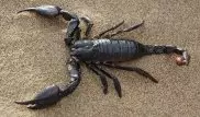 Ученые нашли оружейный арсенал у скорпионов