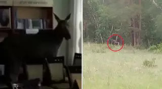 Лося из библиотеки Семея вернули в лес