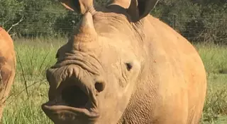 Бесстрашный детеныш носорога попытался защитить свою маму от браконьеров