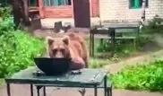 Медведь съел ужин отдыхающих в Риддере