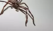 Гигантского паука, который пожирает опоссума, засняли в Тасмании