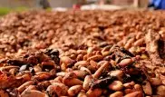 Ученые нашли в какао лекарство от ожирения и диабета