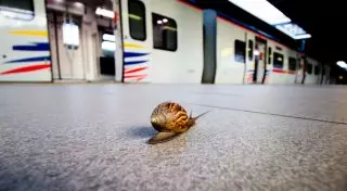 В Японии улитка устроила железнодорожный коллапс