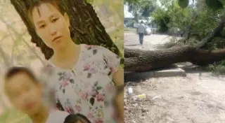 Многодетную мать убило упавшее дерево в Алматы. Подробности трагедии