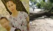 Многодетную мать убило упавшее дерево в Алматы. Подробности трагедии