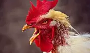 Во Франции петуха судят за слишком ранние крики по утрам