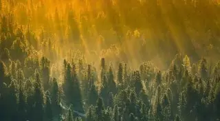 Посадить деревья на территории размером с США просят ученые для спасения планеты