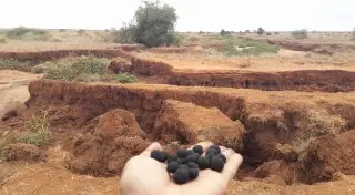 Кенийцы научились сажать деревья "взмахом руки"