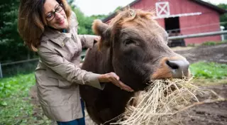Американцы платят 75 долларов за объятия с коровами