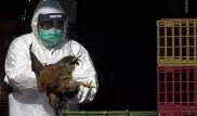 Случай заражения человека птичьим гриппом H5N6 зафиксировали в Китае