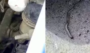 Видео с заползшей под капот авто змеей появилось в Казнете