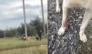 Привязали к столбу. Жестокое избиение собаки детьми попало на видео под Нур-Султаном