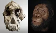Череп, меняющий представление о наших предках, найден в Эфиопии