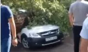 Огромное дерево раздавило машины в Алматы