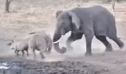 Жестокая драка слона и носорога попала на видео