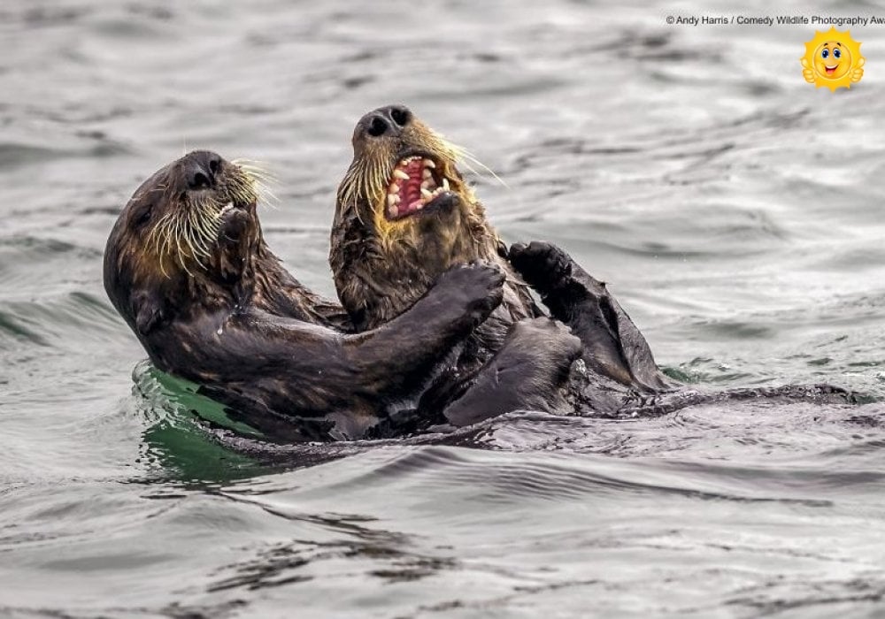 "Выдры на чемпионате по щекоткам". 35 забавных фото с Comedy Wildlife Photography Awards 2019: 2019-09-15 08:51:00 - прочитайте