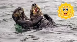 "Выдры на чемпионате по щекоткам". 35 забавных фото с Comedy Wildlife Photography Awards 2019