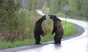 Медведи устроили драку на дороге, за этим наблюдал волк