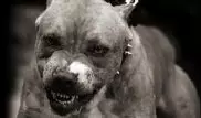 Как словом остановить разъяренную собаку
