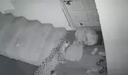 Охота леопарда на собаку попала на камеру наблюдения