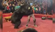 Цирковой медведь напал на дрессировщика