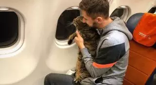 Пассажира наказали за перевозку слишком толстого кота в самолете