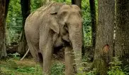 Слон-убийца по кличке бен Ладен умер в Индии
