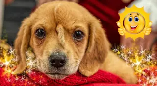 "Мы влюбились в него". Щенок-единорог стал символом зоозащитной организации