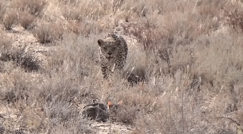 © youtube.com/Maasai Sightings