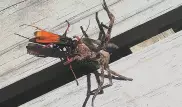 Очевидец запечатлел, чем закончилась схватка осы и гигантского крабового паука