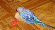 В Алматы попугай научился произносить имя Назарбаева