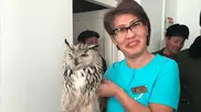 Краснокнижного филина спасла санитарка из Кызылорды