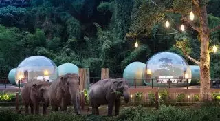 В Таиланде туристам предлагают переночевать среди слонов