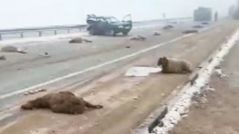 Фото: instagram.com/zhambyl_police