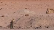 Охоту львицы на леопарда сняли на видео