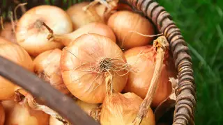 16 тысяч тонн лука скопилось на складах Кордая из-за коронавируса